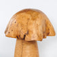 Cedar Roots Stump Mushroom