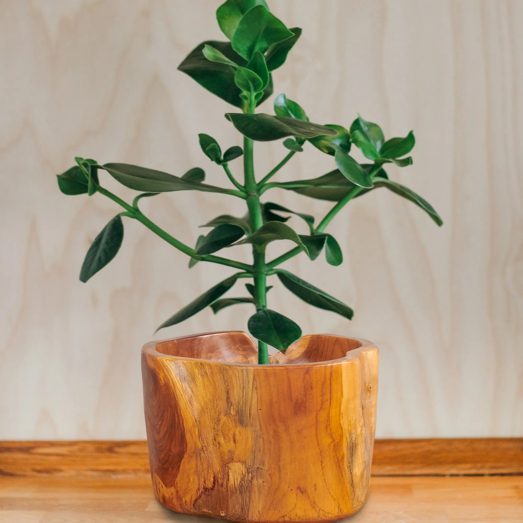 Abstract Straight Handcrafted Teak Bowl (11.8&quot; x 11.8&quot; x 8.2&quot;)